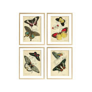 Комплект постерів "Butterflies"