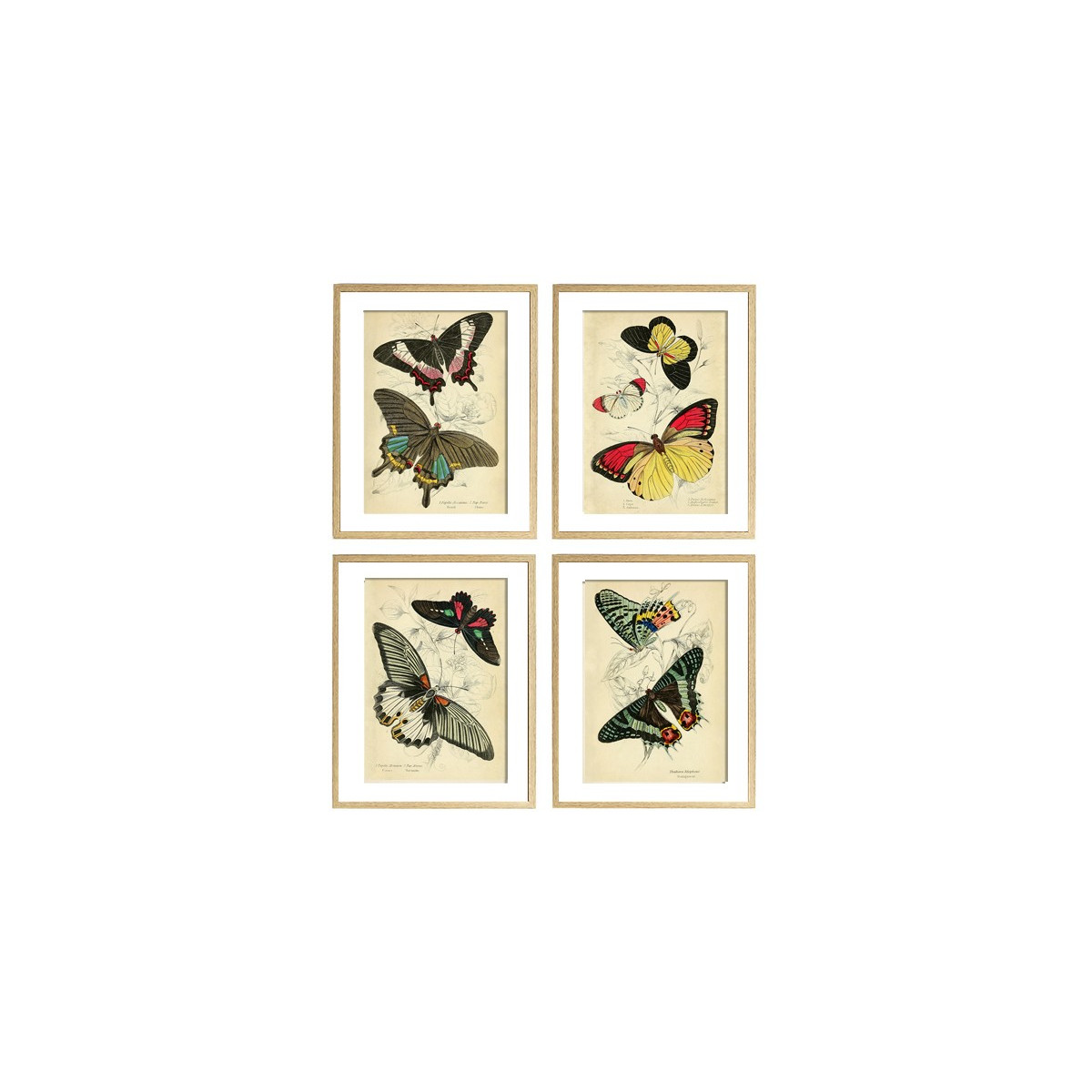 Комплект постерів "Butterflies"