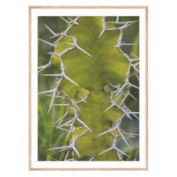 Комплект постерів в рамках "Nature"