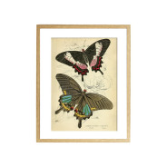 Комплект постерів "Butterflies"