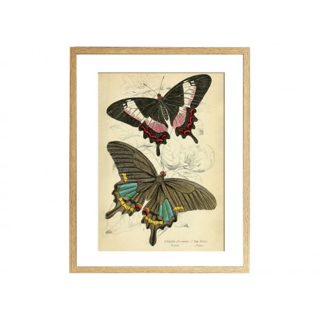Комплект постерів "Butterflies"