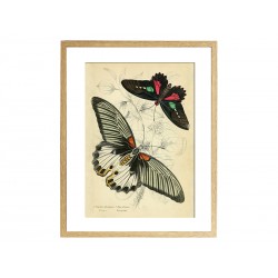 Комплект постерів "Butterflies"