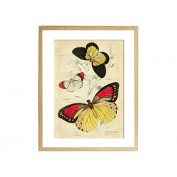 Комплект постерів "Butterflies"