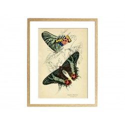 Комплект постерів "Butterflies"