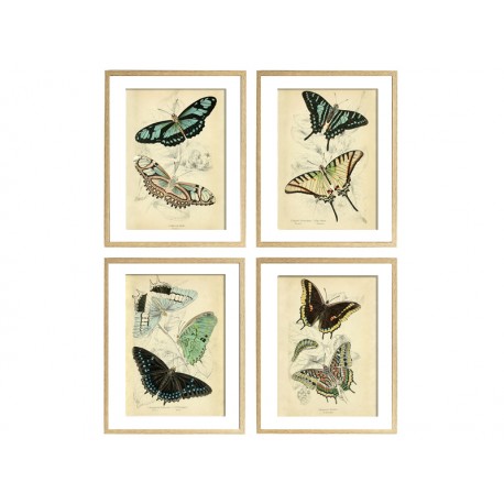 Комплект постерів "Butterflies"