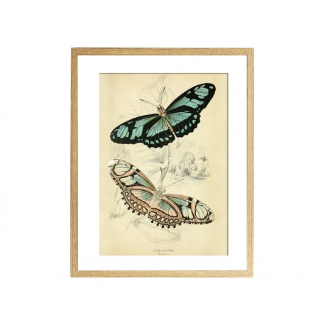 Комплект постерів "Butterflies"