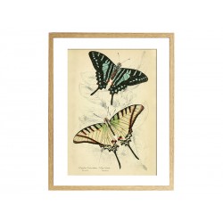 Комплект постерів "Butterflies"