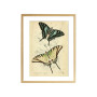 Комплект постеров "Butterflies"