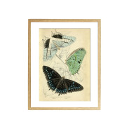 Комплект постерів "Butterflies"