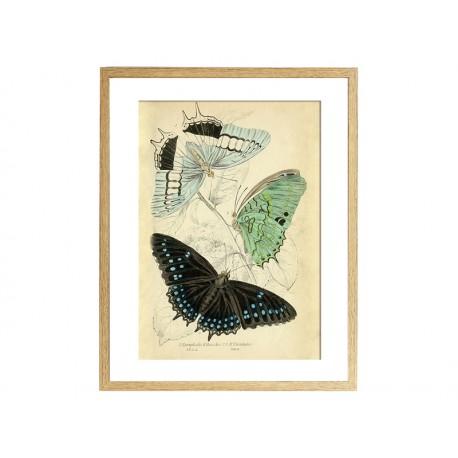 Комплект постерів "Butterflies"