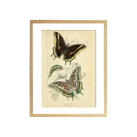 Комплект постерів "Butterflies"