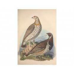 Комплект постерів "Birds"