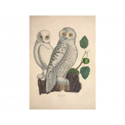 Комплект постерів "Birds"