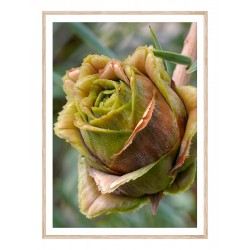 Комплект постерів в рамках "Indian"