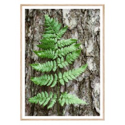 Постер "Папороть"