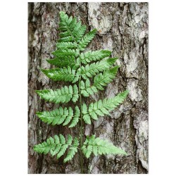 Постер "Папоротник"