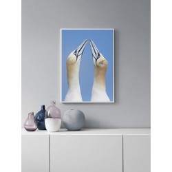 Постер в рамке "Две северные олуши"