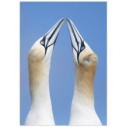 Комплект постеров "Nautical"