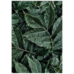 Постер "Green leaves"