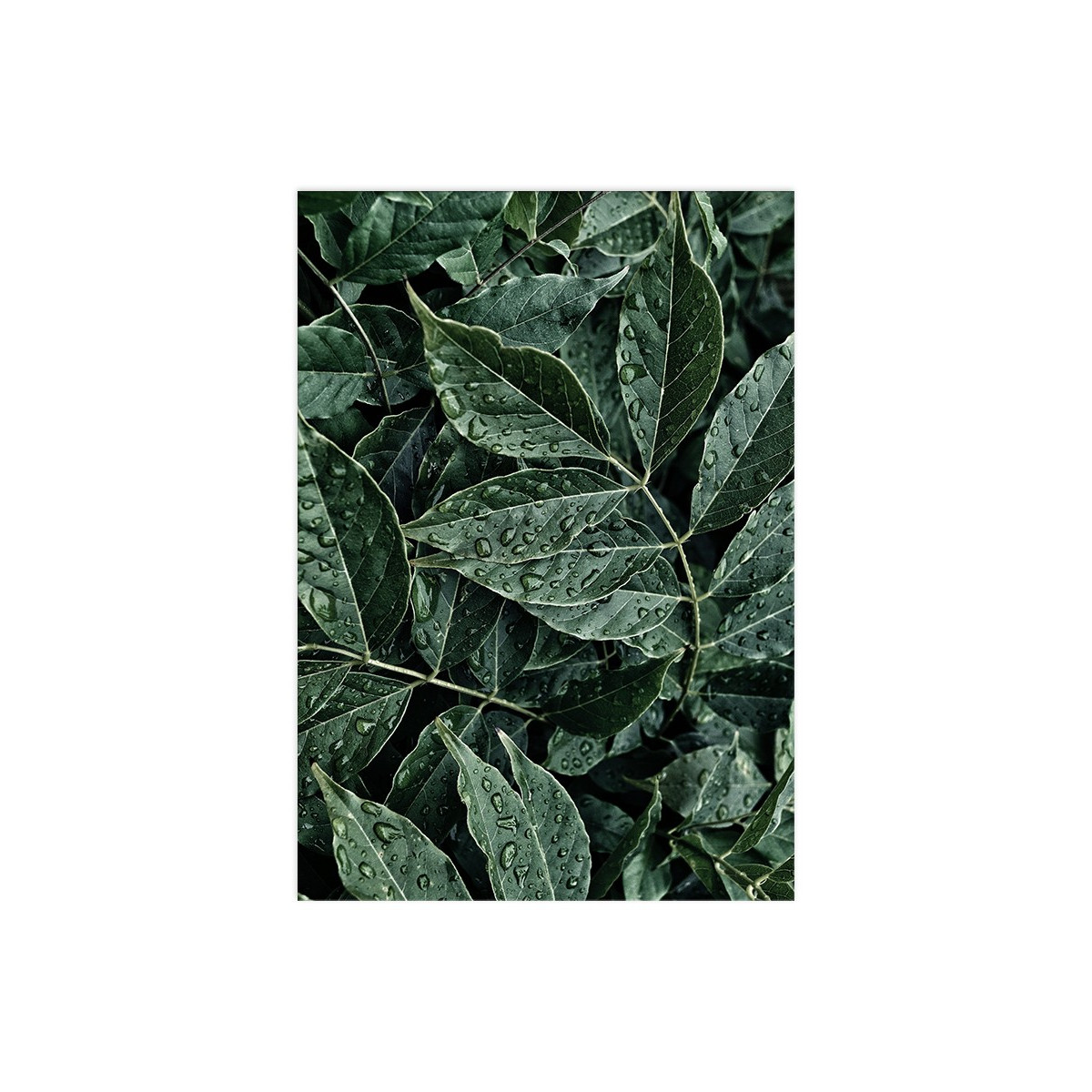 Постер "Green leaves"