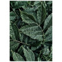Постер "Green leaves"