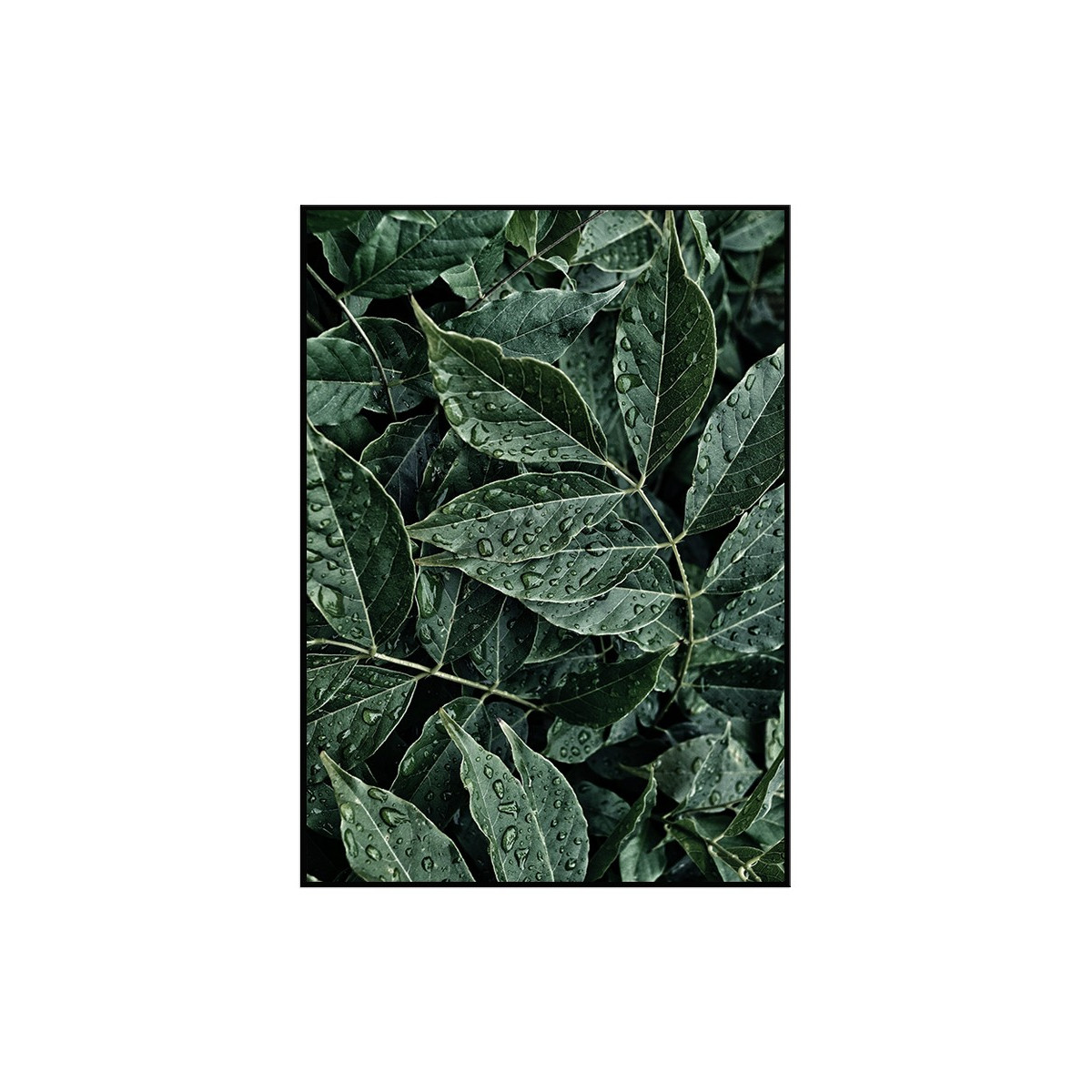 Постер в рамке "Green leaves"