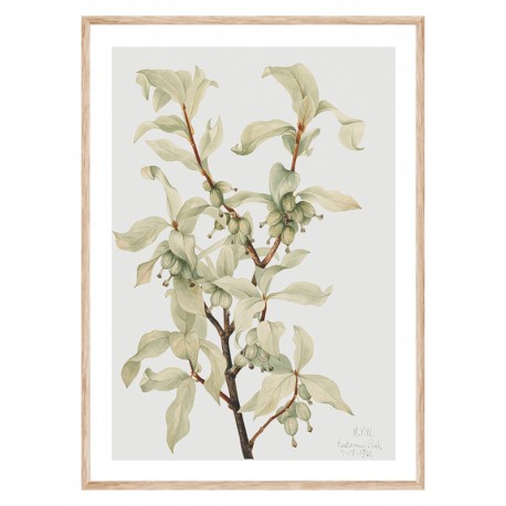Постер в рамке "Botany. Mary Vaux Walcott"