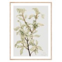 Постер в рамке "Botany. Mary Vaux Walcott"