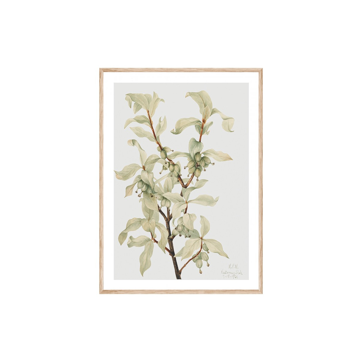 Постер в рамке "Botany. Mary Vaux Walcott"