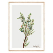 Постер в рамке "Vintage Botanical"