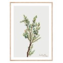 Постер в рамке "Vintage Botanical"