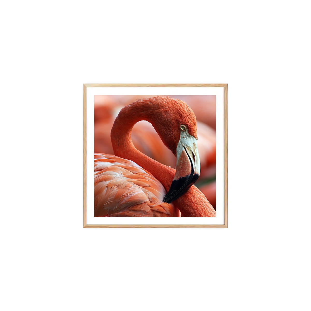 Постер в рамке "Flamingo"
