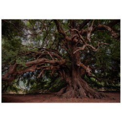 Комплект постерів "Own"