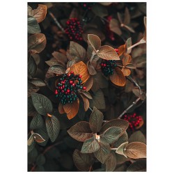 Комплект постерів "Own"