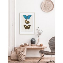 Постер "Botany. Butterflies"