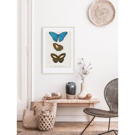 Постер "Botany. Butterflies"