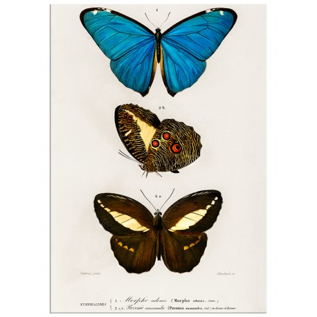 Постер "Botany. Butterflies"