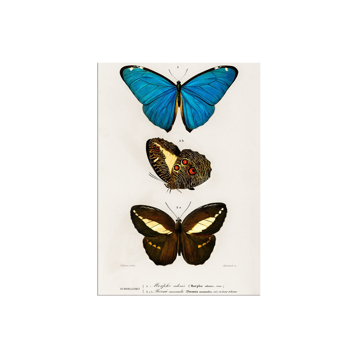 Постер "Botany. Butterflies"