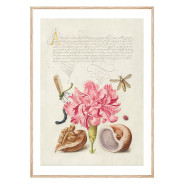 Постер "Botany. Flowers"