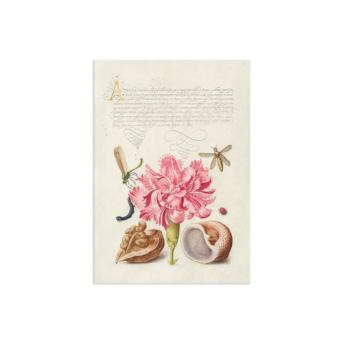Постер "Botany. Flowers"