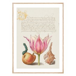 Постер "Botany. Flowers"