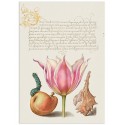 Постер "Botany. Flowers"