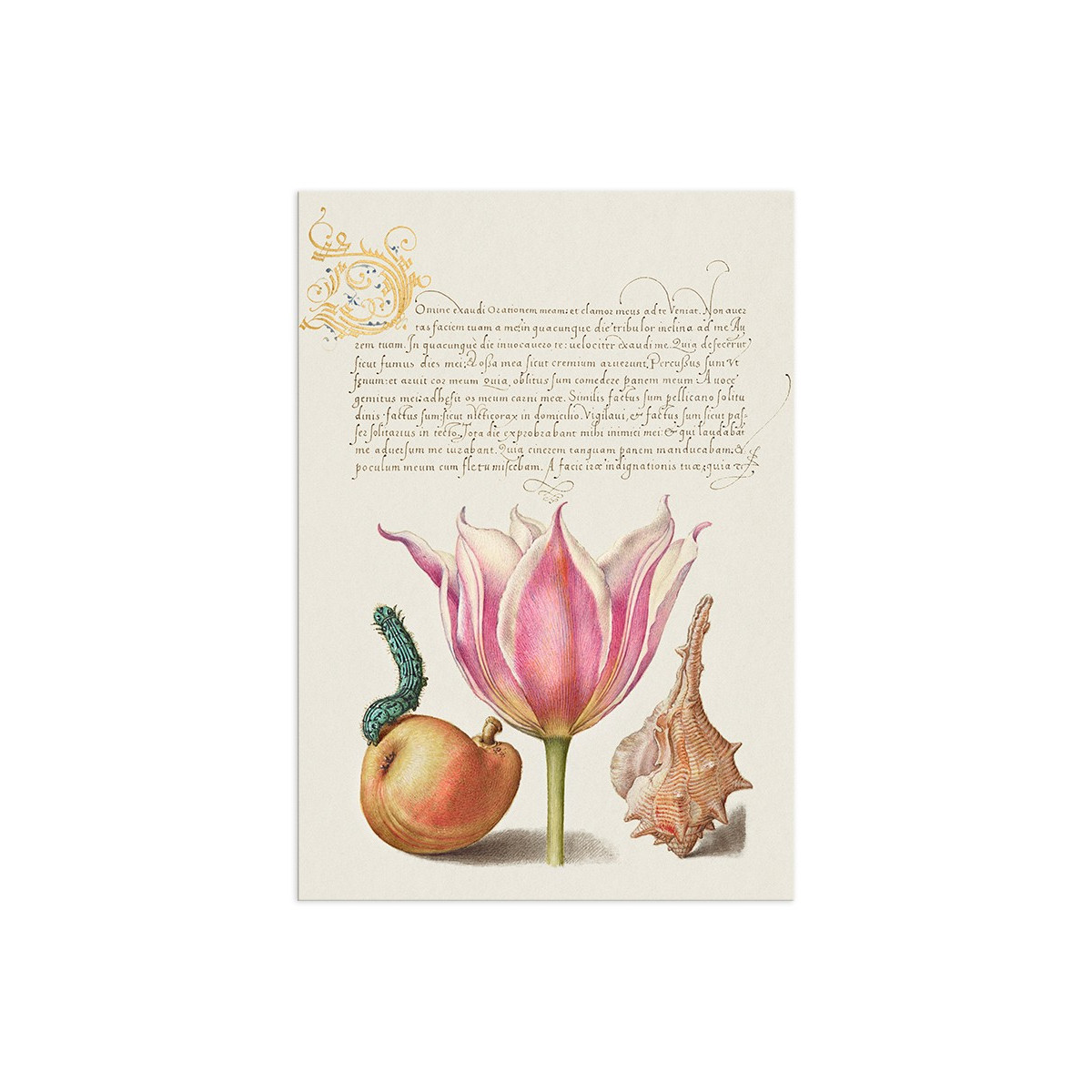 Постер "Botany. Flowers"