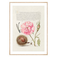 Постер "Botany. Flowers"