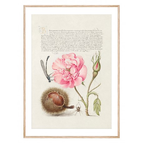 Постер "Botany. Flowers"