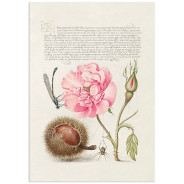 Постер "Botany. Flowers"