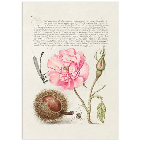 Постер "Botany. Flowers"