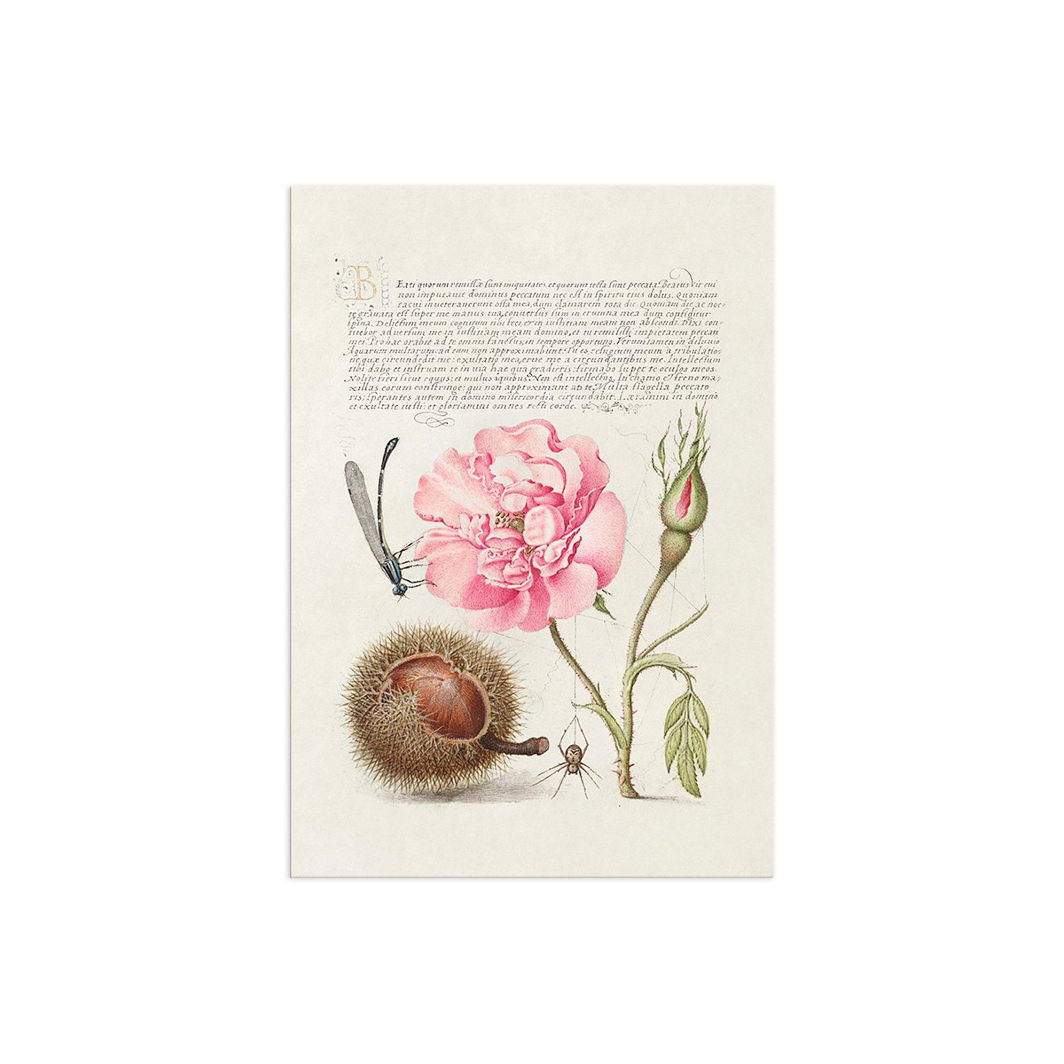 Постер "Botany. Flowers"