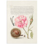 Постер "Botany. Flowers"