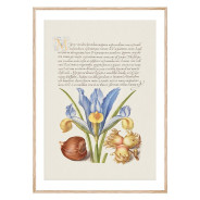 Постер "Botany. Flowers"